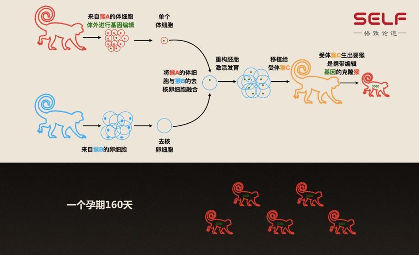 克隆猴|与猴为伴九年，科学家成功培育出世界首例体细胞克隆猴