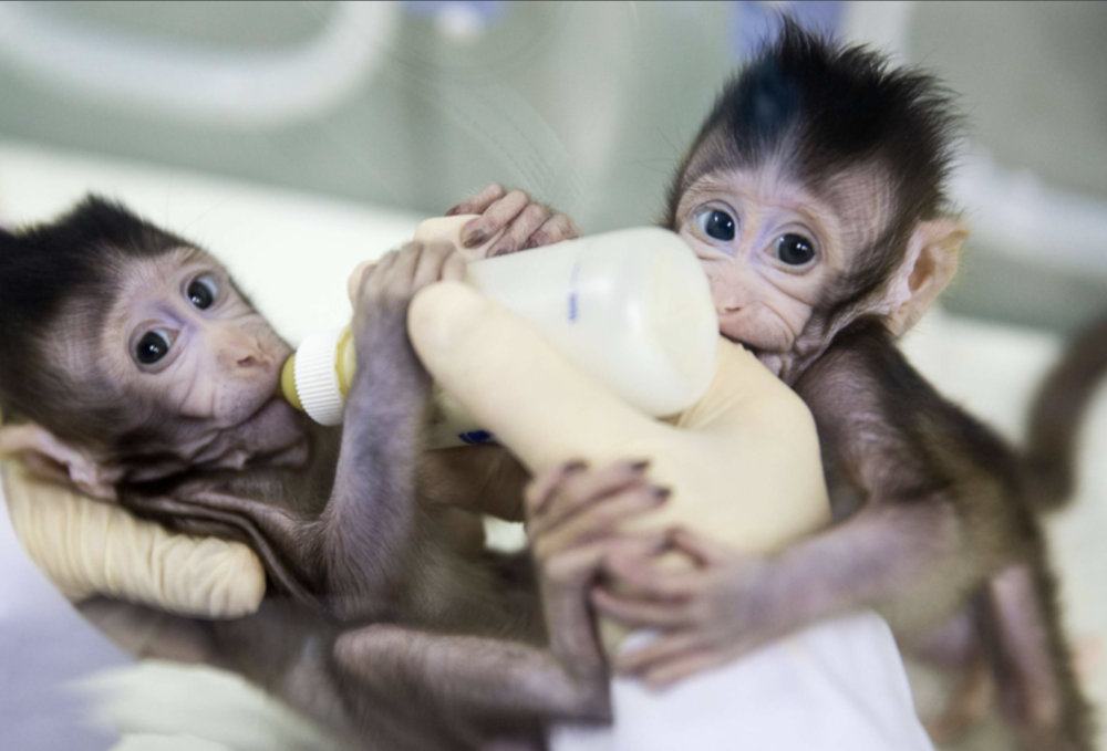 克隆猴|与猴为伴九年，科学家成功培育出世界首例体细胞克隆猴