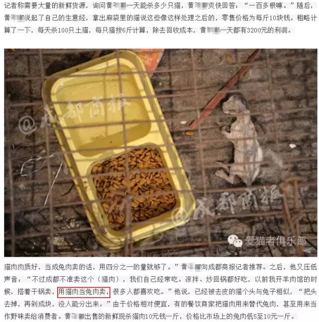 燙貓偷狗摔柯基丨呼籲禁止虐待動物立法救的真的只是狗命嗎