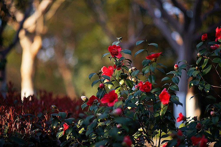 山茶花|观花拾趣丨山茶花：具松柏之骨，挟桃李之姿