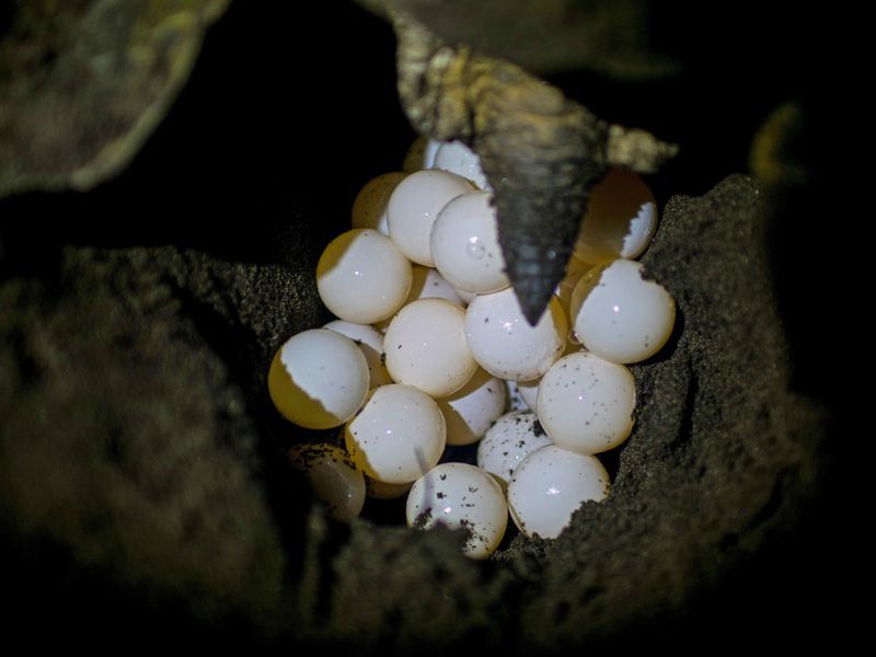 海龟蛋也 制假 科学家用3d打印的海龟蛋追踪偷猎者 腾讯新闻