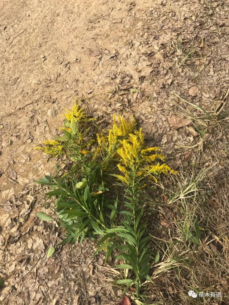 除治加拿大一枝黃花刻不容緩