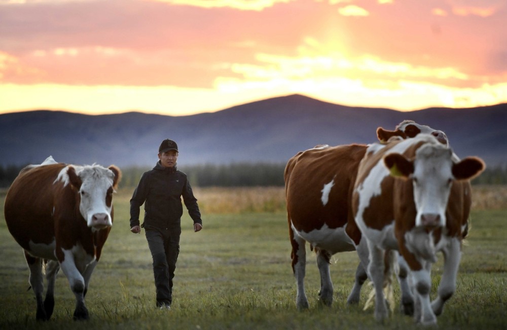 内蒙古草原上的金色家庭0202新牧民见证治沙成效