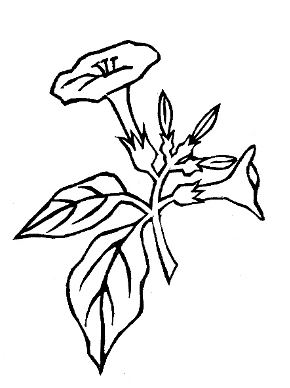 家庭园艺|京华物语 丨北京的居民都是爱花的人