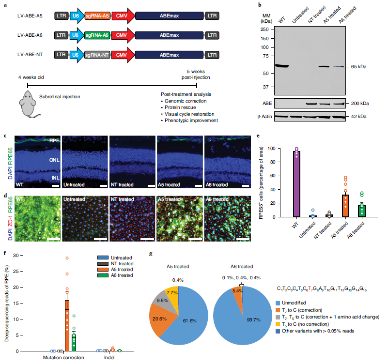 视网膜|新突破！碱基编辑可恢复遗传性视网膜疾病损害的视觉功能！