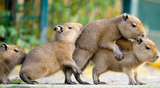 水豚人缘有多好连它的粪便都被其他动物抢着吃