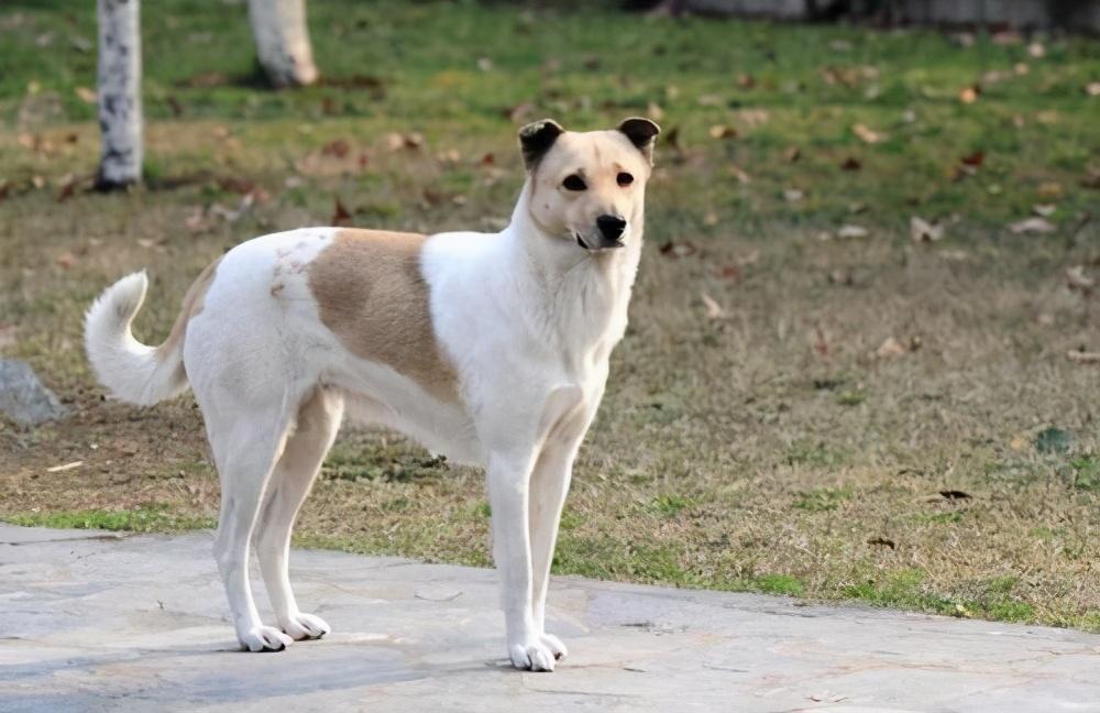 这6种优秀的护卫犬 能养上一条 你就是幸运的宠主 腾讯新闻