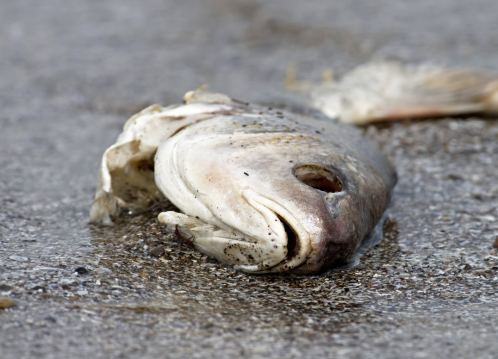 地球|美国五大湖，是如何变脏的？