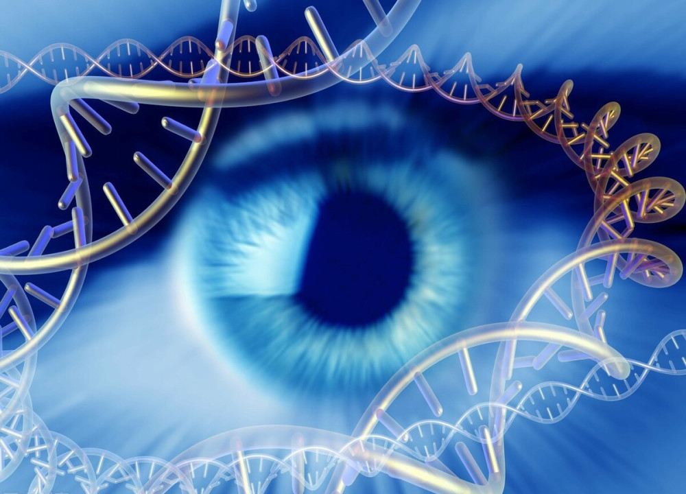 基因|夜行猛禽！原来也是白天狩猎的，不经意的基因进化改变了这一切！