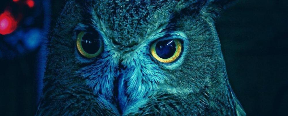 基因|夜行猛禽！原来也是白天狩猎的，不经意的基因进化改变了这一切！