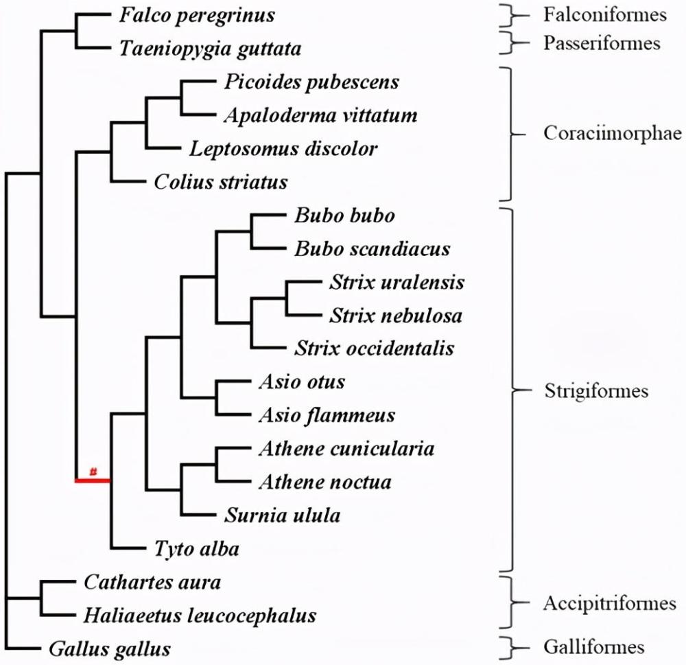 基因|夜行猛禽！原来也是白天狩猎的，不经意的基因进化改变了这一切！