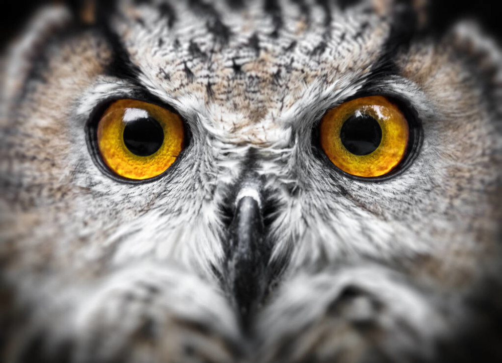 基因|夜行猛禽！原来也是白天狩猎的，不经意的基因进化改变了这一切！