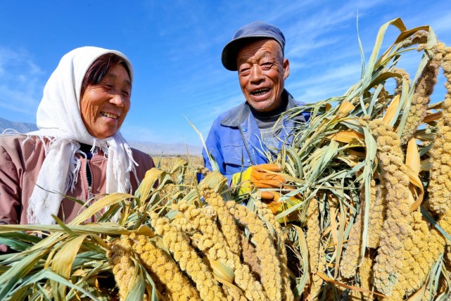 甘肃张掖祁连山下十万亩扶贫谷子忙收割
