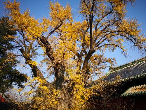 寺庙|北京一座千年古寺，藏有寺庙“八绝”，古韵悠悠让人流连忘返