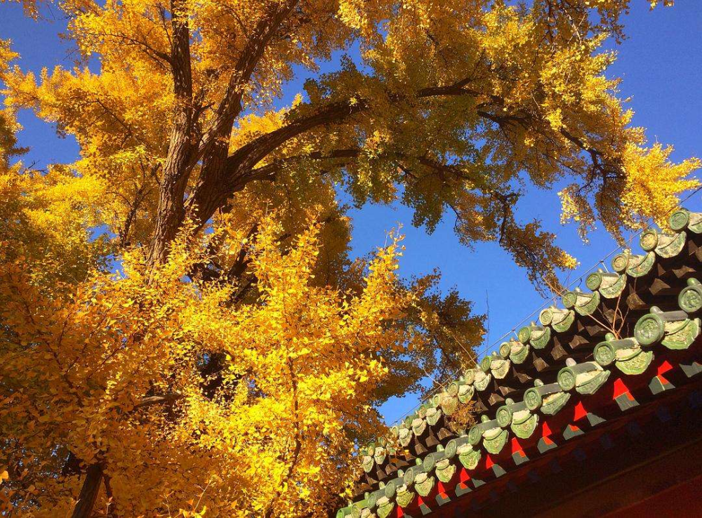 寺庙|北京一座千年古寺，藏有寺庙“八绝”，古韵悠悠让人流连忘返