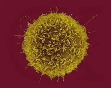 科普闲谈破解谜团b淋巴细胞发现50年