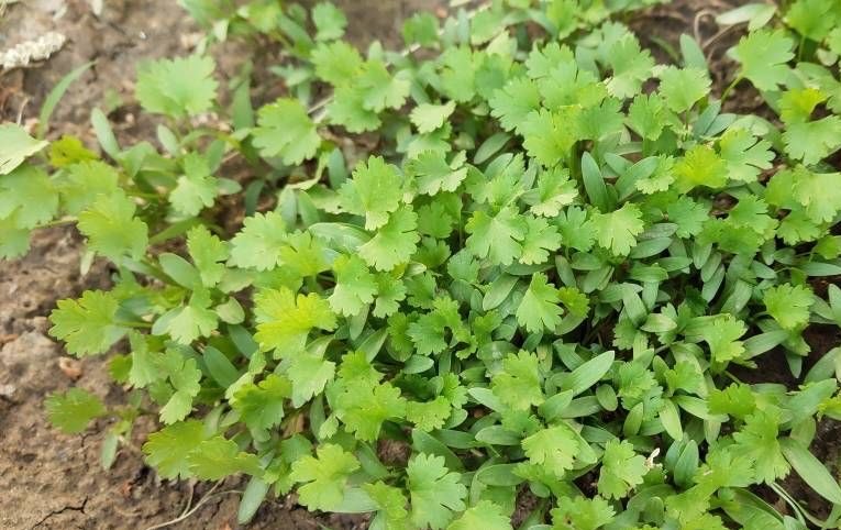 秋季陽臺如何種植香菜注意三個方面葉子綠油油不停長很茂盛