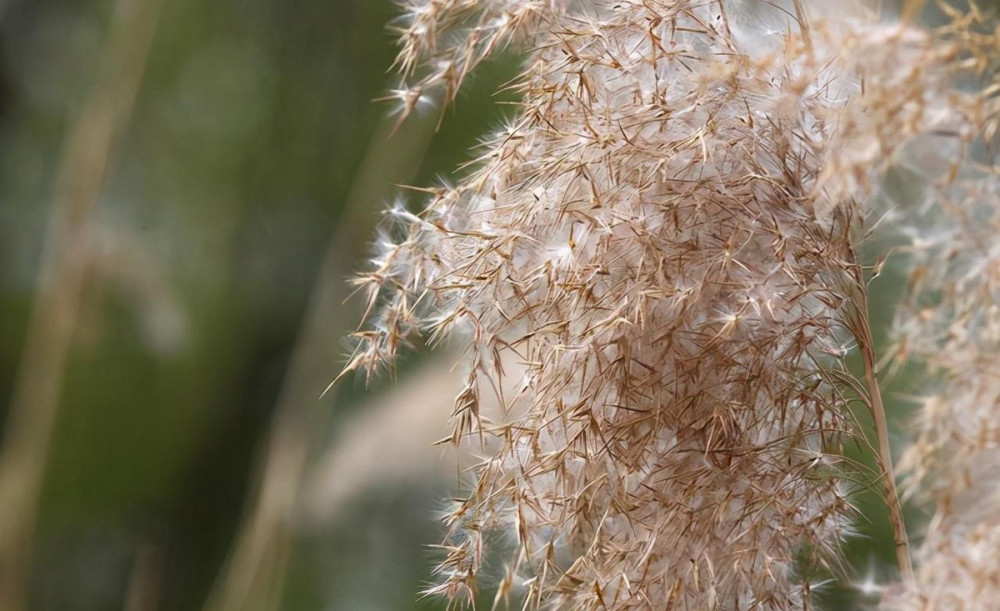 卫生纸|季节性鼻炎究竟是怎么回事？到底能不能够治好？