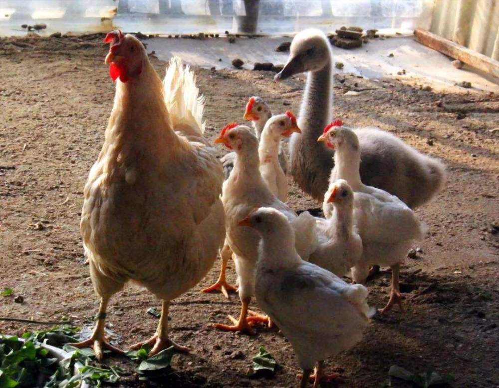 朝思暮想跃"农门",却又眷念落叶归根?