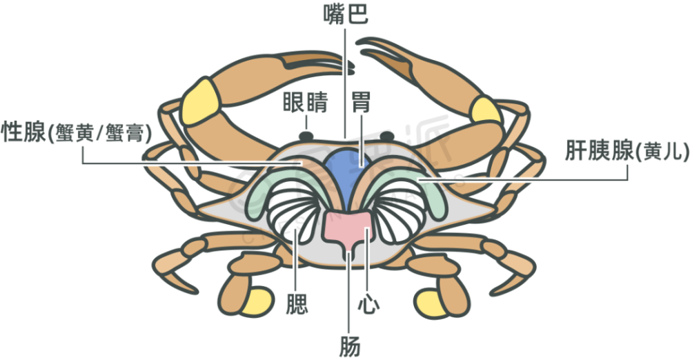 螃蟹口器结构图片