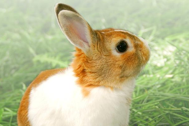 75年"兔兔兔",后半生运势如何,下半辈子又能指望谁呢?