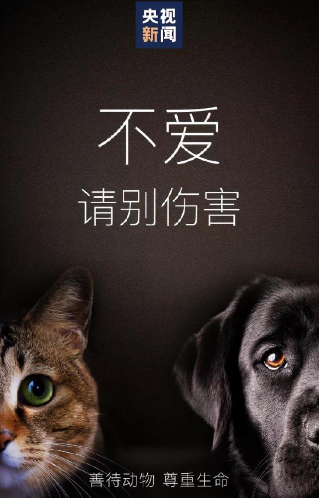 开水烫死怀孕母猫 家属发声 他人挺老实 但这事绝对不对 母猫 虐猫 猫咪