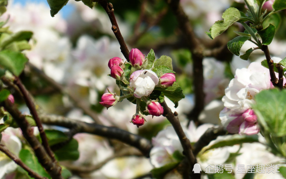 10月27日星座运势 保持冷静 拼尽全力的四大星座 腾讯新闻