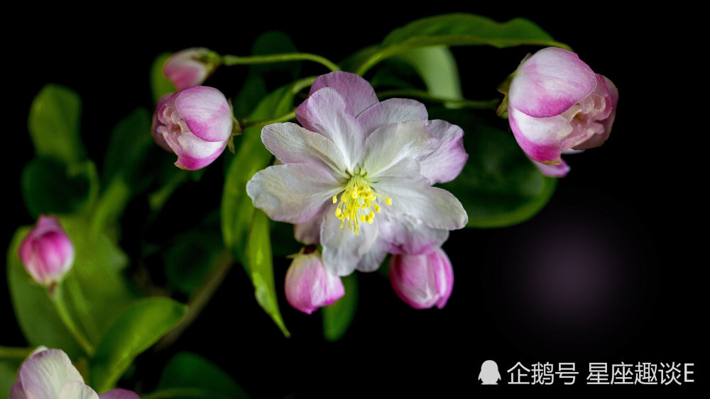 10月27日星座运势 保持冷静 拼尽全力的四大星座 腾讯新闻