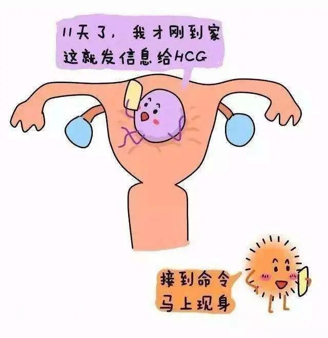 科普hcg除了能查懷孕還能查出什麼