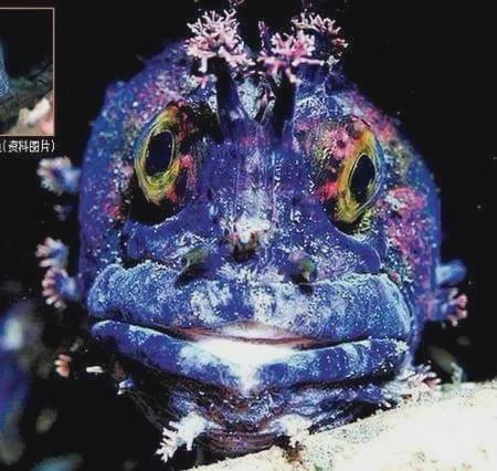 2012年,在日本海底就发现恐怖怪异的变异鲶鱼,长得像外星生物一样.