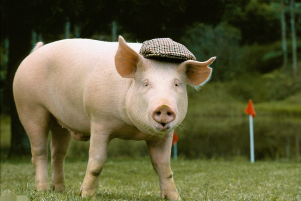 10月30号一到 猪猪猪猪 会遇见这个人 是你一辈子最大的贵人 贵人 运势 天喜