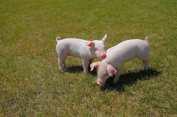 10月30号一到 猪猪猪猪 会遇见这个人 是你一辈子最大的贵人 贵人 运势 天喜