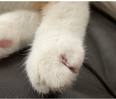 医生，发现猫猫指甲缝有血，需要怎么处理呢？伊丽莎白圈