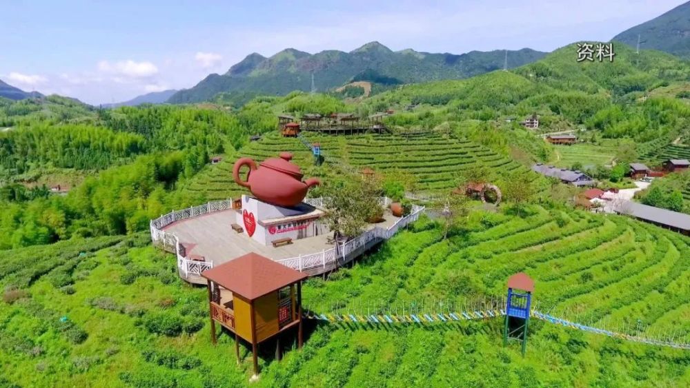 致富产业大田美人茶诉说悠远淳厚的茶文化