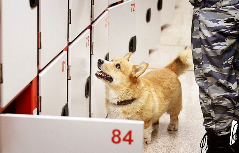 "小短腿"柯基也能当缉毒犬!退休了,打工狗_腾讯新闻