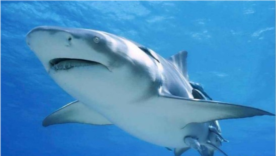 鲨鱼|在地球上生活了4亿年，鲨鱼开始功能性灭绝，人类脱不了关系