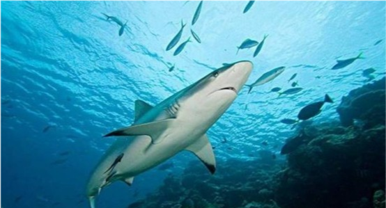 鲨鱼|在地球上生活了4亿年，鲨鱼开始功能性灭绝，人类脱不了关系
