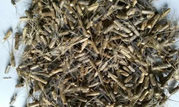 这种野麦子叫节节麦可别认错了