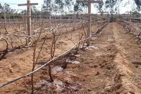 葡萄|“冬灌不冬灌，产量减一半”，葡萄冬灌太重要！