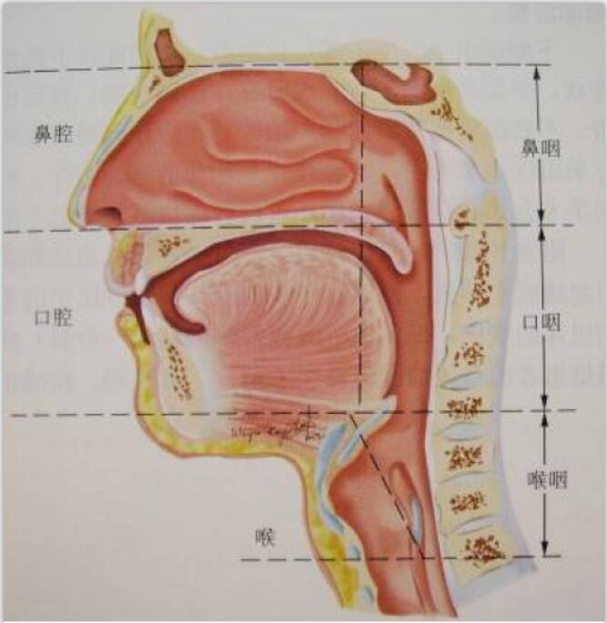 用鼻子和用嘴呼吸,对脸型真的有影响么?看完后你还敢用嘴呼吸?