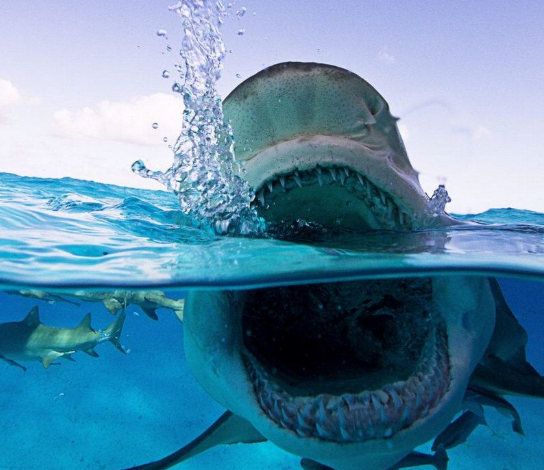 鲨鱼|在地球上生活了4亿年，鲨鱼开始功能性灭绝，人类脱不了关系