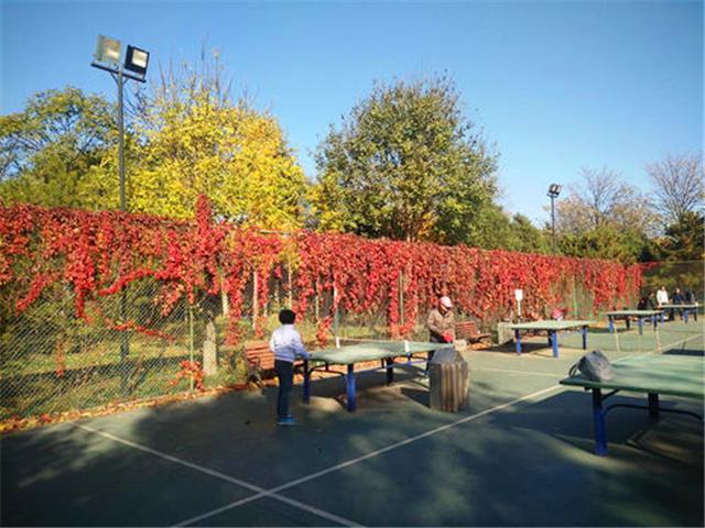 亦庄公园|最具“少女心”的公园，秋天值得一去的地方，门票免费性价比极高