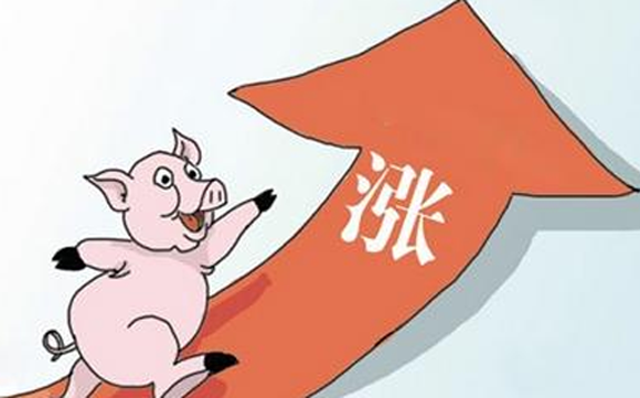 雄起|10月27：猪市再次“雄起”，一片红彤彤，但消费端或制肘上涨势头