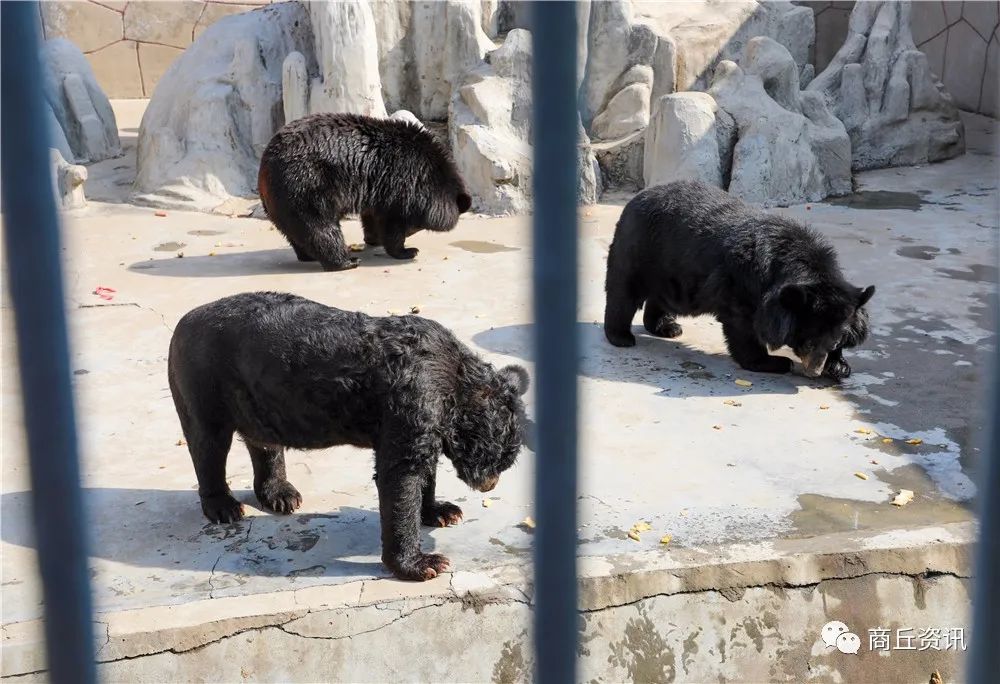 实拍商丘动物园重开第一天挤不动动物都吓哭了