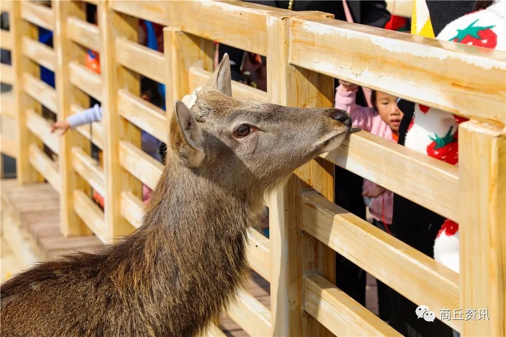 实拍商丘动物园重开第一天挤不动动物都吓哭了