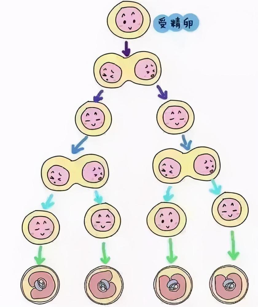 同卵多胞胎由于携带的基因都来自同一个精子和卵子,所以出生后各个