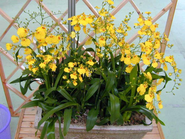 这3种花可以往 花海 放心发展 随便挑一种 秋冬都能开花 文心兰 植株 蝴蝶兰 天竺葵