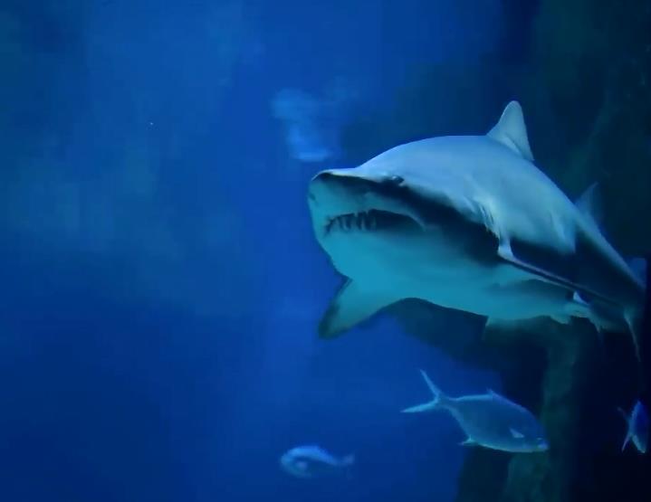 虎鲸|为何巨齿鲨会害怕海豚？