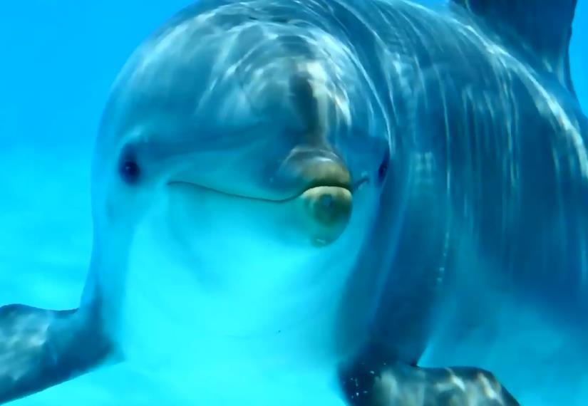 虎鲸|为何巨齿鲨会害怕海豚？