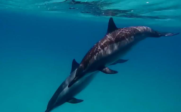 虎鲸|为何巨齿鲨会害怕海豚？